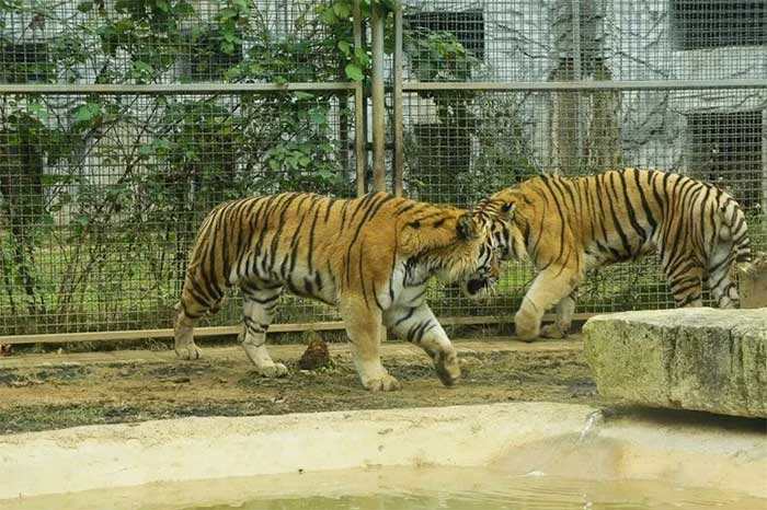 The orthodox international theory suggests that tigers originated on Earth about 2 million years ago