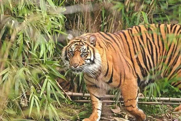 Even extinct species, modern tigers can be divided into 9 subspecies