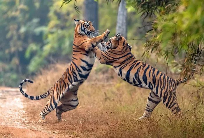 The ancestors of modern tigers are ancient Chinese cats.