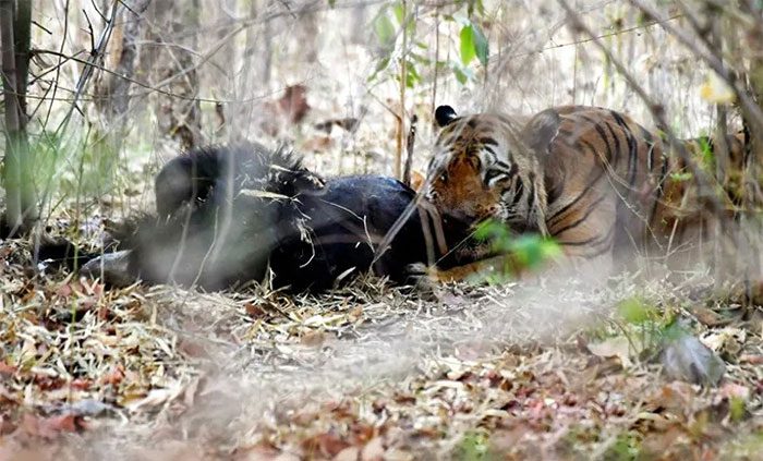 Siberian tigers are distributed in southeastern Russia, northern China, and the Korean Peninsula.