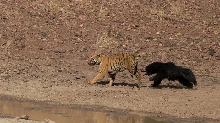 A Bengal tiger being chased by a sloth bear