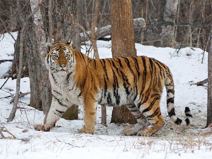 The tiger is an animal that appears in the ancient cultures of Asian countries