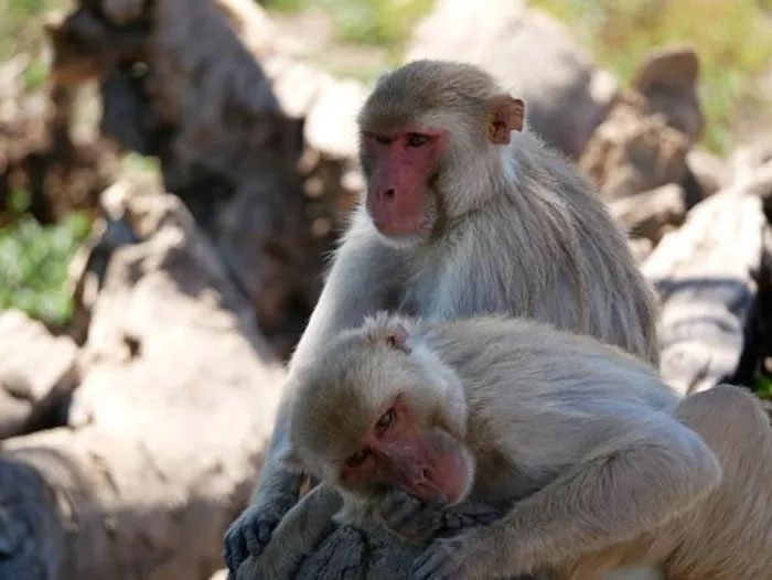 Same-sex sexual behavior occurs more frequently in social animals.