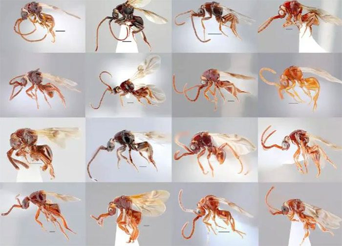 16 new species of parasitic bees in Vietnam have been added to the Loboscelidia group