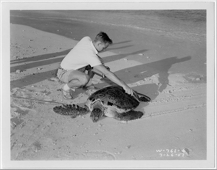 Turtles are long-lived animals that can accumulate radioactive nuclei generated by humans