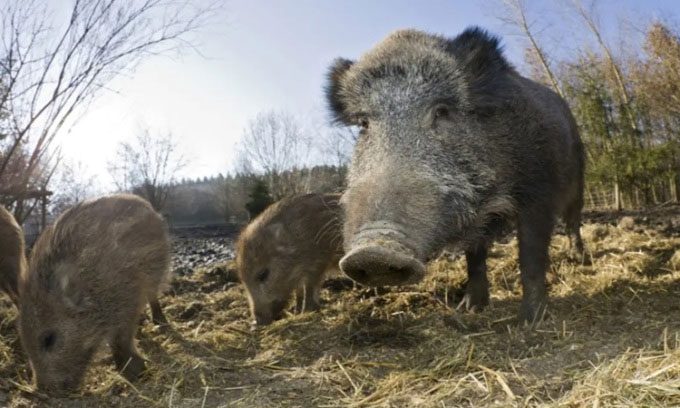 Wild pigs roaming in Canada.