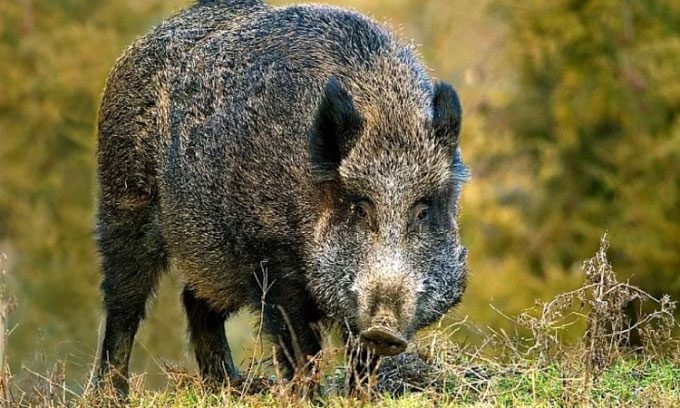 Addressing wild boar becomes a challenging issue in Italy.