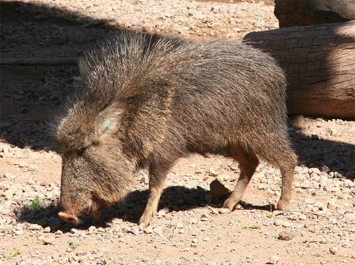 Collared peccaries exemplify the remarkable diversity of nature