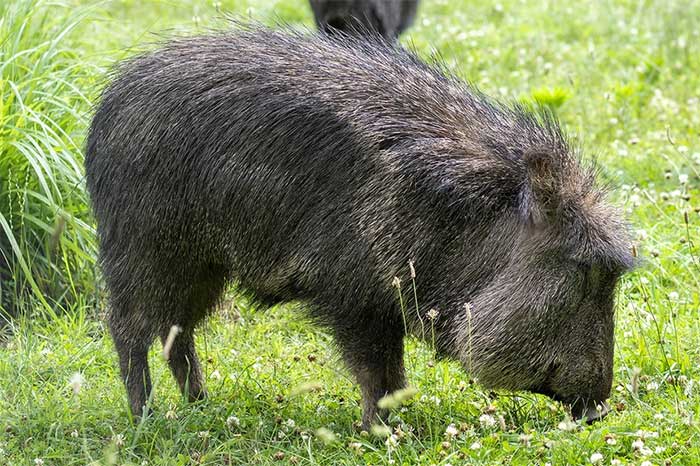 They have relatively long heads equipped with sharp tusks.