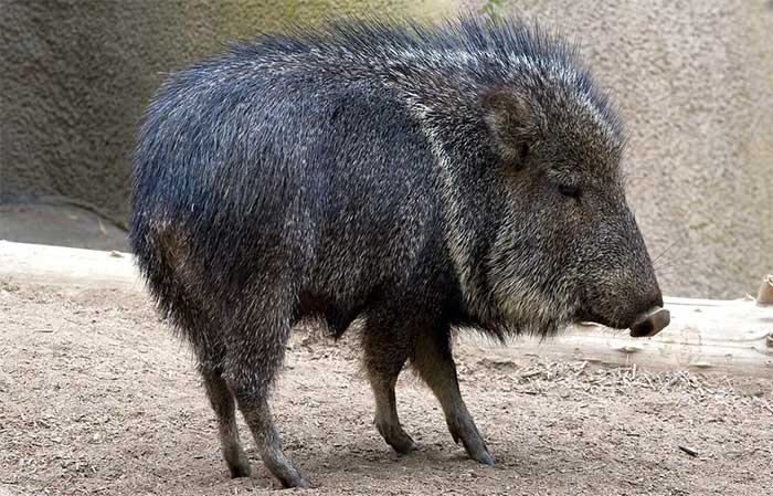 Collared peccaries spark controversy due to their unique appearance