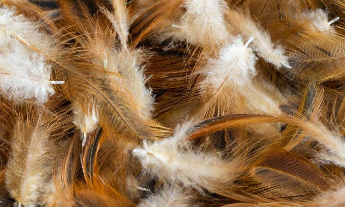 Waste chicken feathers can help produce clean energy.