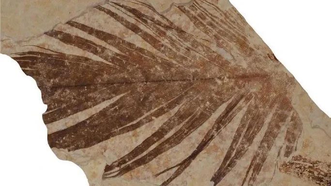 Feathers of a mysterious creature in Wyoming