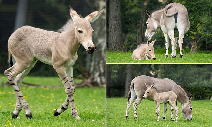 The animal looks like a normal donkey but has legs resembling those of a zebra.