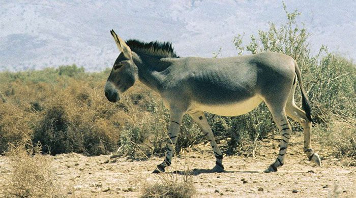 Donkeys have played an important role in advancing human civilizations.