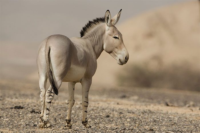 The modern domestic donkey (Equus asinus) is descended from the African wild ass (E. africanus).