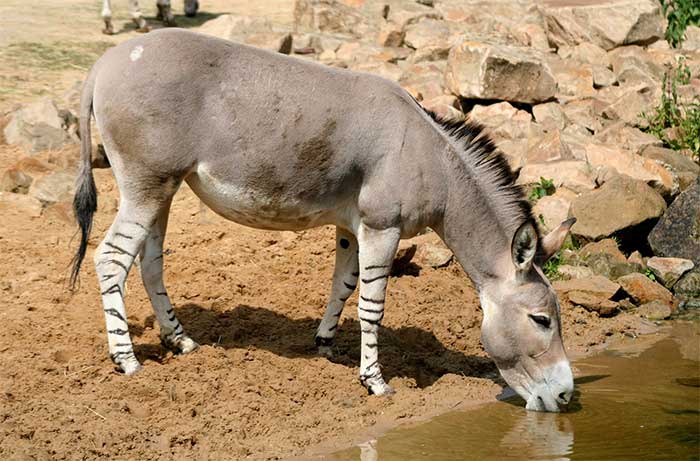 African wild ass