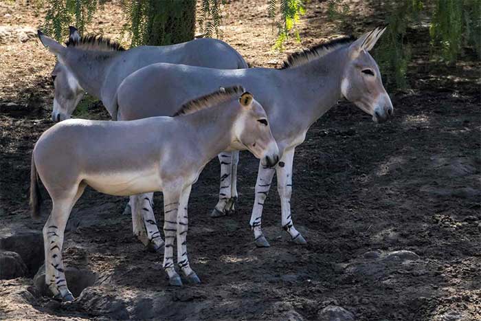 Many endangered species in Africa are still not adequately protected.