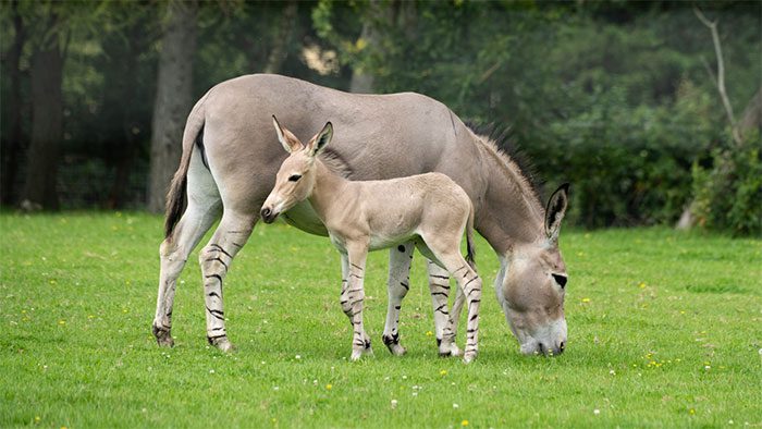 Marwell Zoo in Hampshire, England, welcomes the birth of an African wild ass.