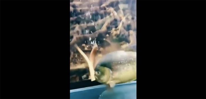 The Piranha lunged forward and with just a few bites, it sliced the eel in half.