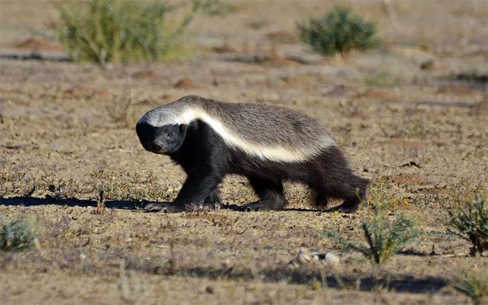 The honey badger is one of the fiercest animals in the world.