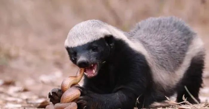 Honey badger