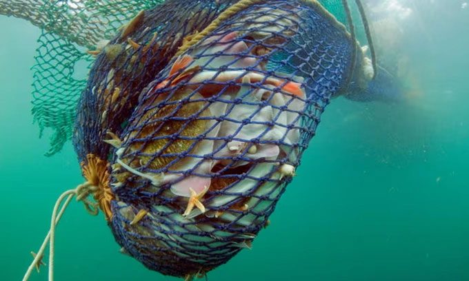 Fishermen using gillnets for widespread fishing threaten Vaquitas with extinction