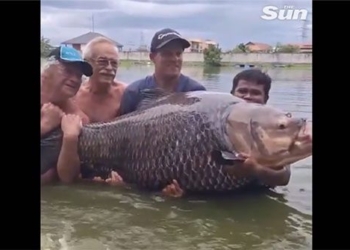 man catches giant catfish weighing over 114kg 130300