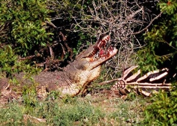 man eats technical trick steals child before muzzle lion very gentle of african crocodile 130441