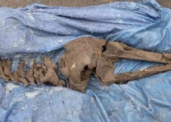 man finds 8 000 year old pig bone while teaching his kids to swim 129242