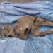 man finds 8 000 year old pig bone while teaching his kids to swim 129242