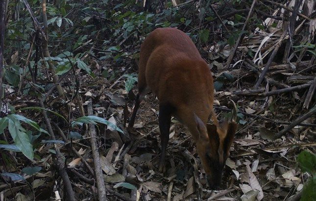 Golden Muntjac in the forests of Pù Hu Nature Reserve.