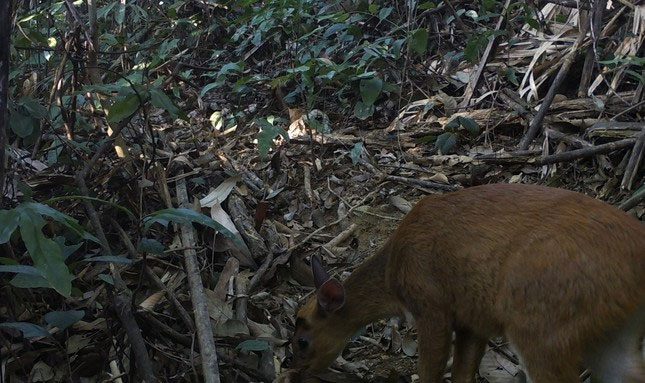 Golden Muntjac.