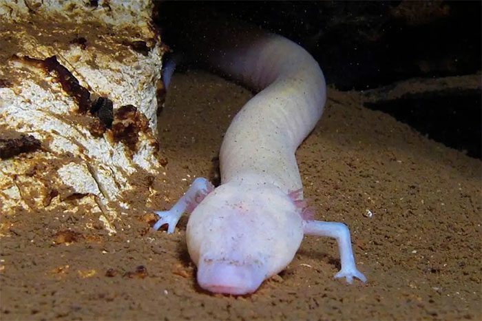 Olm is a creature with a keen sense of smell but is very "lazy" in movement