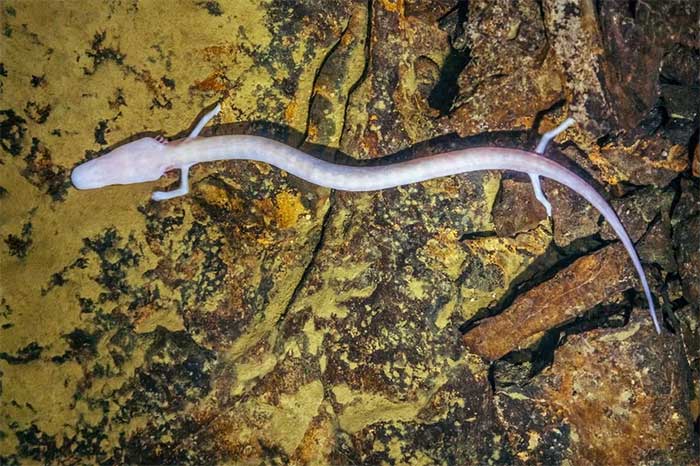 Olm is a tiny creature that can live up to 100 years.
