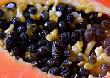 many people eat papaya seeds but do not know papaya seeds have many health benefits 129586