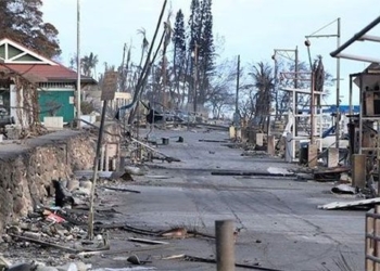 many trees survive after devastating wildfire in hawaii is not unusual 129405