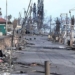 many trees survive after devastating wildfire in hawaii is not unusual 129405
