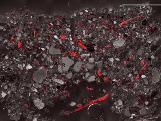 Cross-section of the biological crust captured by a laser scanning microscope.