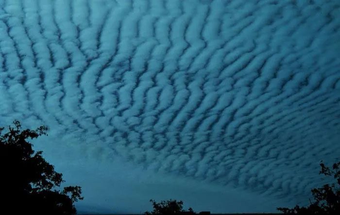 Altocumulus clouds resembling a school of mackerel.