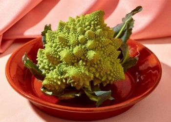 medicinal vegetable as a work of art that fights cancer naturally 130447