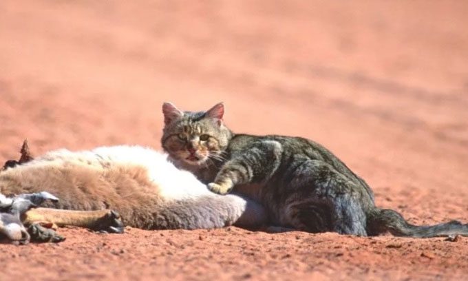 A feral cat feeding on a roadkill animal in Australia.