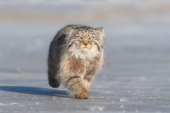 meo manul 1