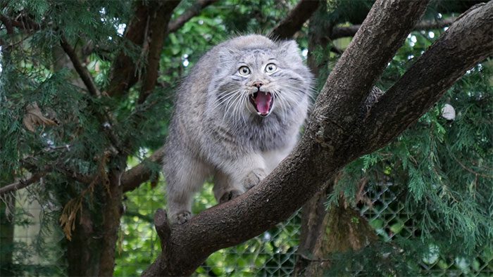 meo manul 2