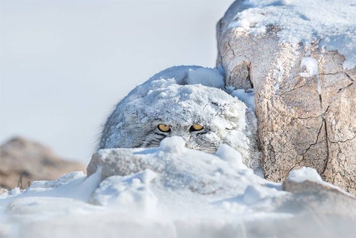 meo manul 3