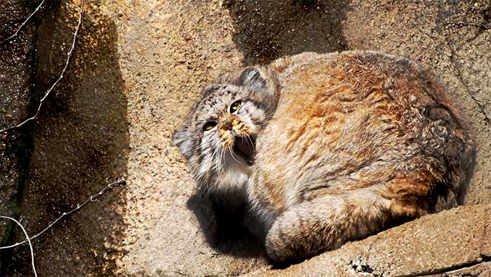 meo manul 4