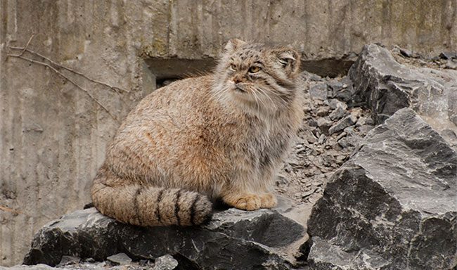 meo manul