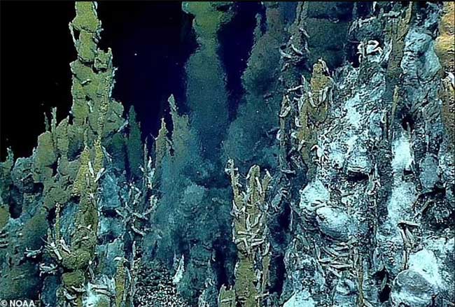 Viruses infecting bacteria are often found in deep ocean sediments