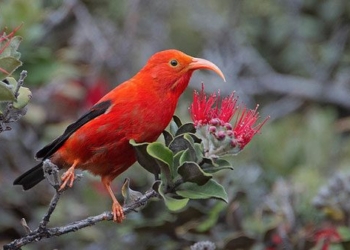 millions of saltwater fish leap to save hawaiis symbolic bird 130305