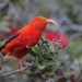 millions of saltwater fish leap to save hawaiis symbolic bird 130305