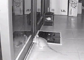 mouse with infinite iq transforms into a groom 130481